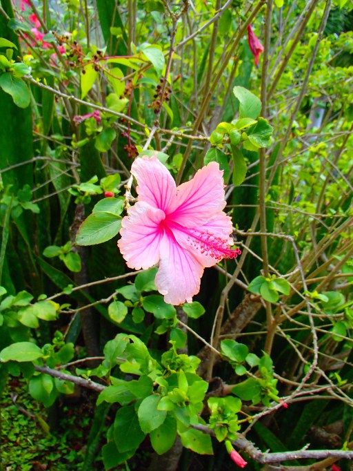 hibiscus Martinique